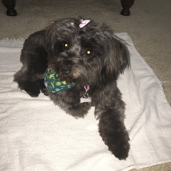 Meet your Posher, Lisa - Picture 4 of 7